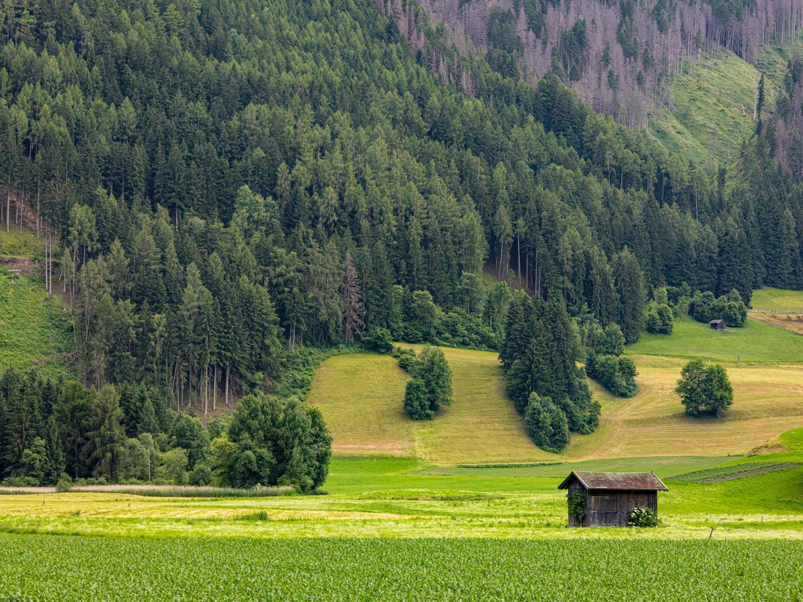 Austrian National Day